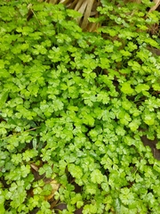 Hydrocotyle tripartita