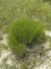 Artemisia salsoloides