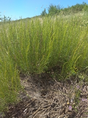 Artemisia salsoloides