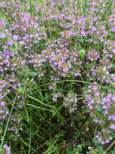 Keturbriaunis čiobrelis nuotrauka