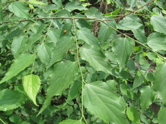 Pteroceltis tatarinowii