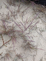 Corynephorus canescens