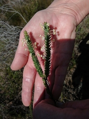 Struthiola tuberculosa