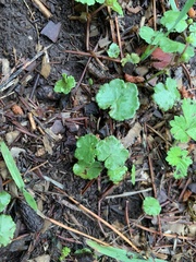 Hydrocotyle sibthorpioides