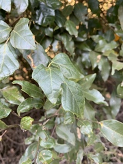 Rhoicissus rhomboidea