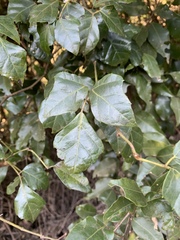 Rhoicissus rhomboidea
