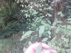 Olearia fragrantissima