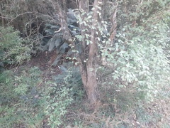 Olearia fragrantissima