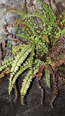 Asplenium adulterinum