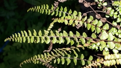 Asplenium adulterinum