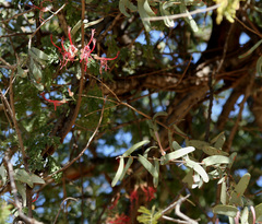 Plicosepalus amplexicaulis