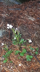 Cardamine plumieri