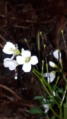 Cardamine plumieri