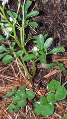 Cardamine plumieri