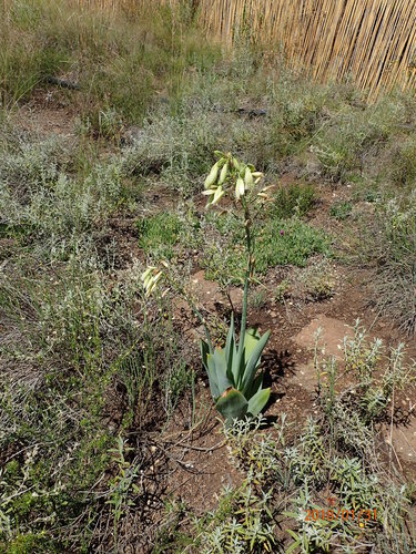 Ornithogalum regale image