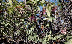 Plicosepalus amplexicaulis