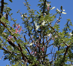 Plicosepalus amplexicaulis