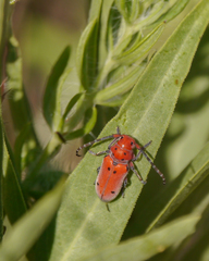 Tetraopes texanus