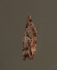 Tritopterna capyra
