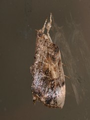 Crocidolomia suffusalis