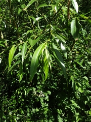 Salix