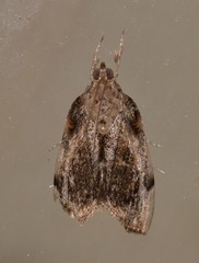 Crocidolomia suffusalis