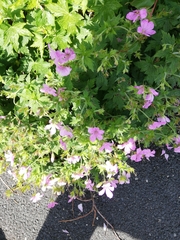 Geranium × oxonianum