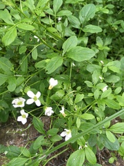 Cardamine amara
