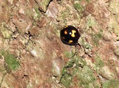 Derispia maculipennis