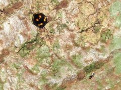 Derispia maculipennis