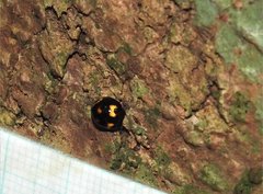 Derispia maculipennis