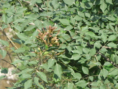 Fraxinus chinensis