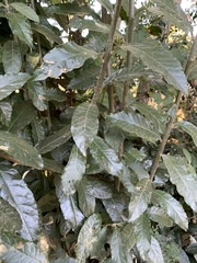 Brachylaena transvaalensis