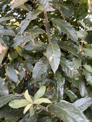 Brachylaena transvaalensis