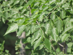 Pteroceltis tatarinowii