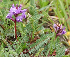 Oxytropis montana