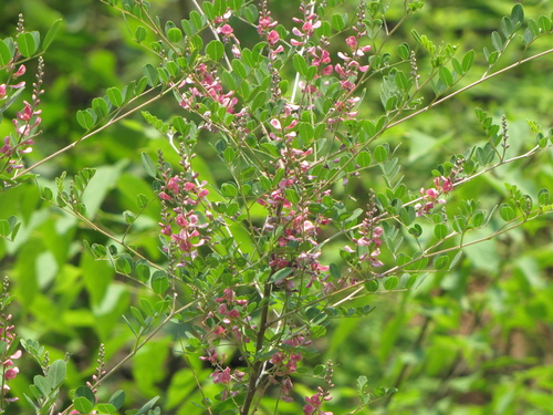 Image of Indigofera bungeana by (c) Jens-Christian Svenning, some rights reserved (CC BY)