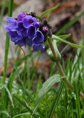 Pulmonaria australis