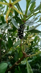 Anoplophora macularia