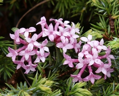 Daphne striata