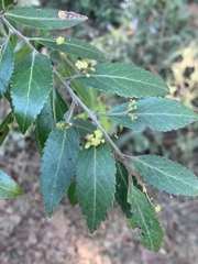 Maytenus peduncularis