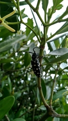 Anoplophora macularia