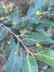 Maytenus peduncularis