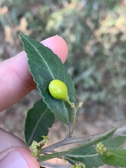 Maytenus peduncularis