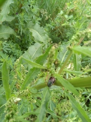 Phyllopertha horticola