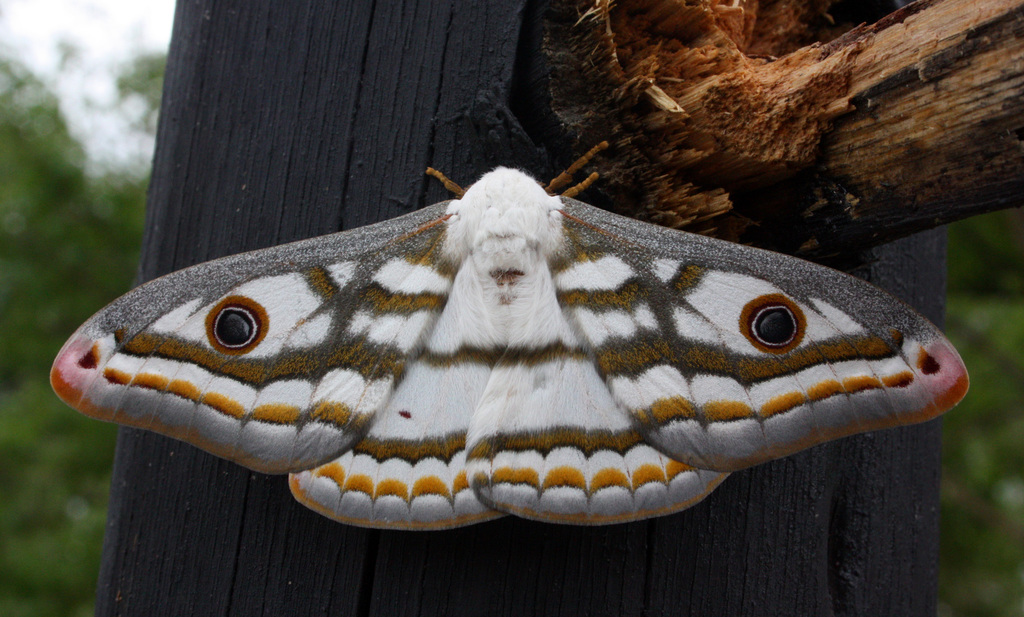 Marbled Emperors