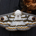 Marbled Emperors - Photo (c) Charles Sharp, some rights reserved (CC BY)