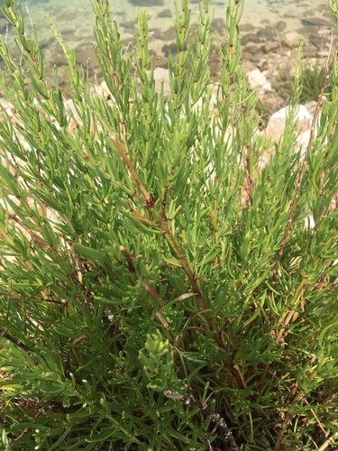 Golden Samphire (Inula crithmoides)