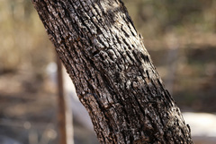 Combretum hereroense hereroense