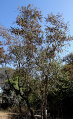 Combretum hereroense hereroense